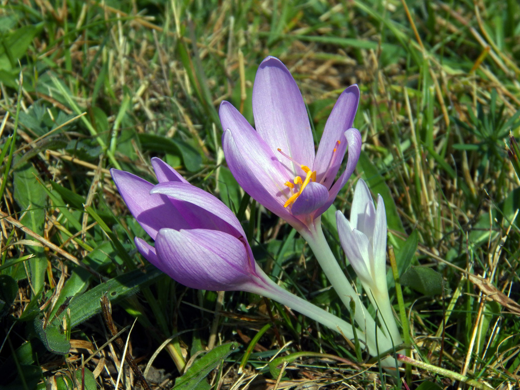 Изображение особи Colchicum autumnale.