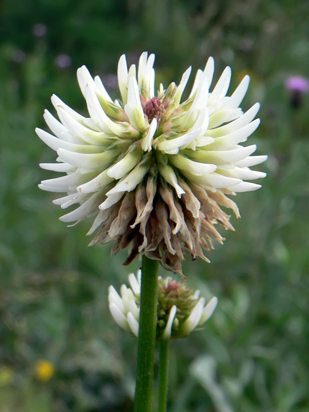 Изображение особи Trifolium montanum.