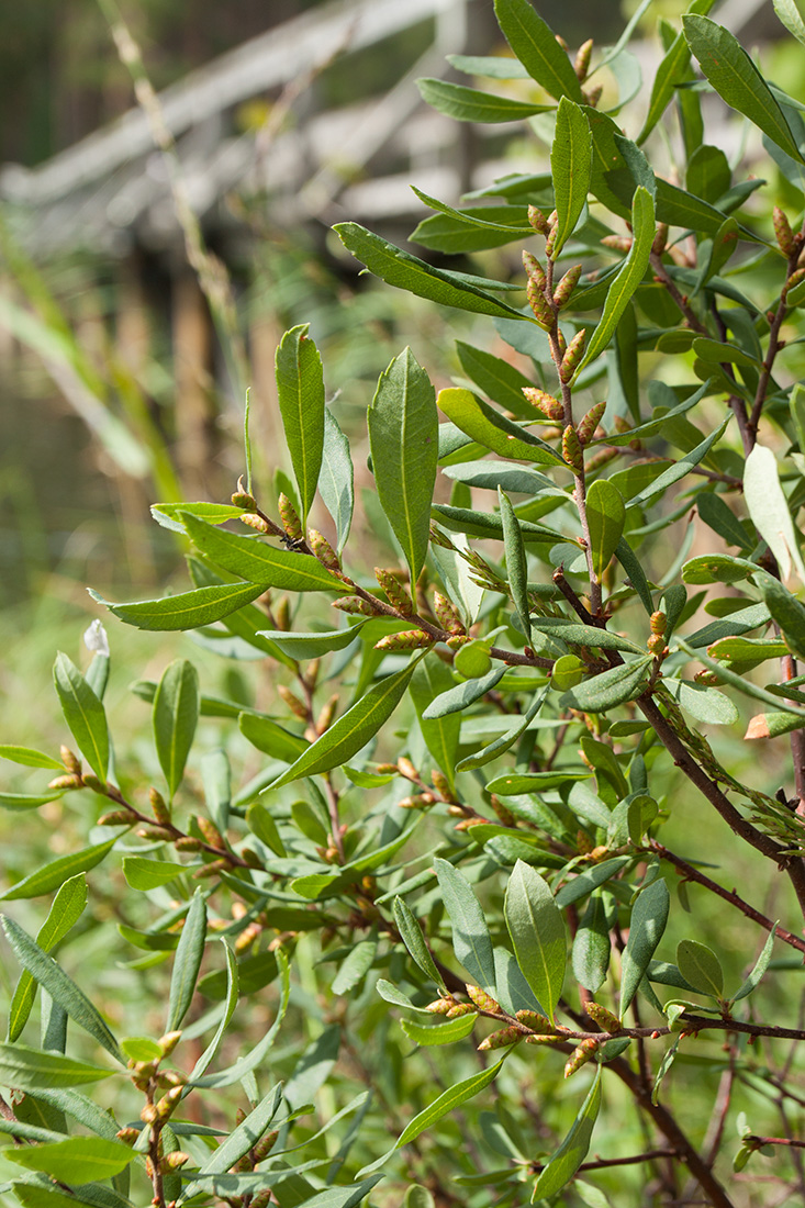 Image of Myrica gale specimen.