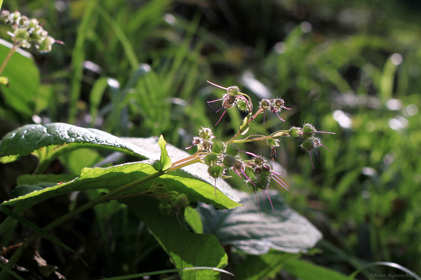 Изображение особи Trachystemon orientalis.