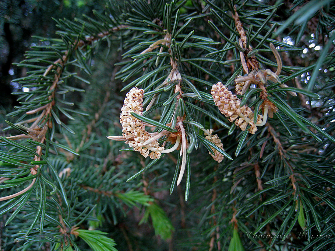 Image of Picea obovata specimen.