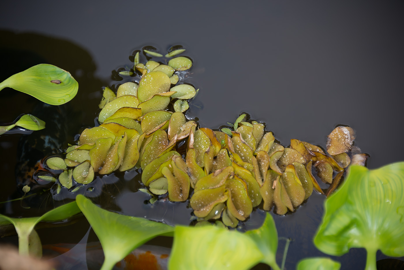 Image of Salvinia molesta specimen.