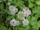 Astrantia major. Соцветие. Украина, Закарпатская обл., Тячевский р-н, с. Усть-Черная, склоны г. Мокрая. 27.06.2010.