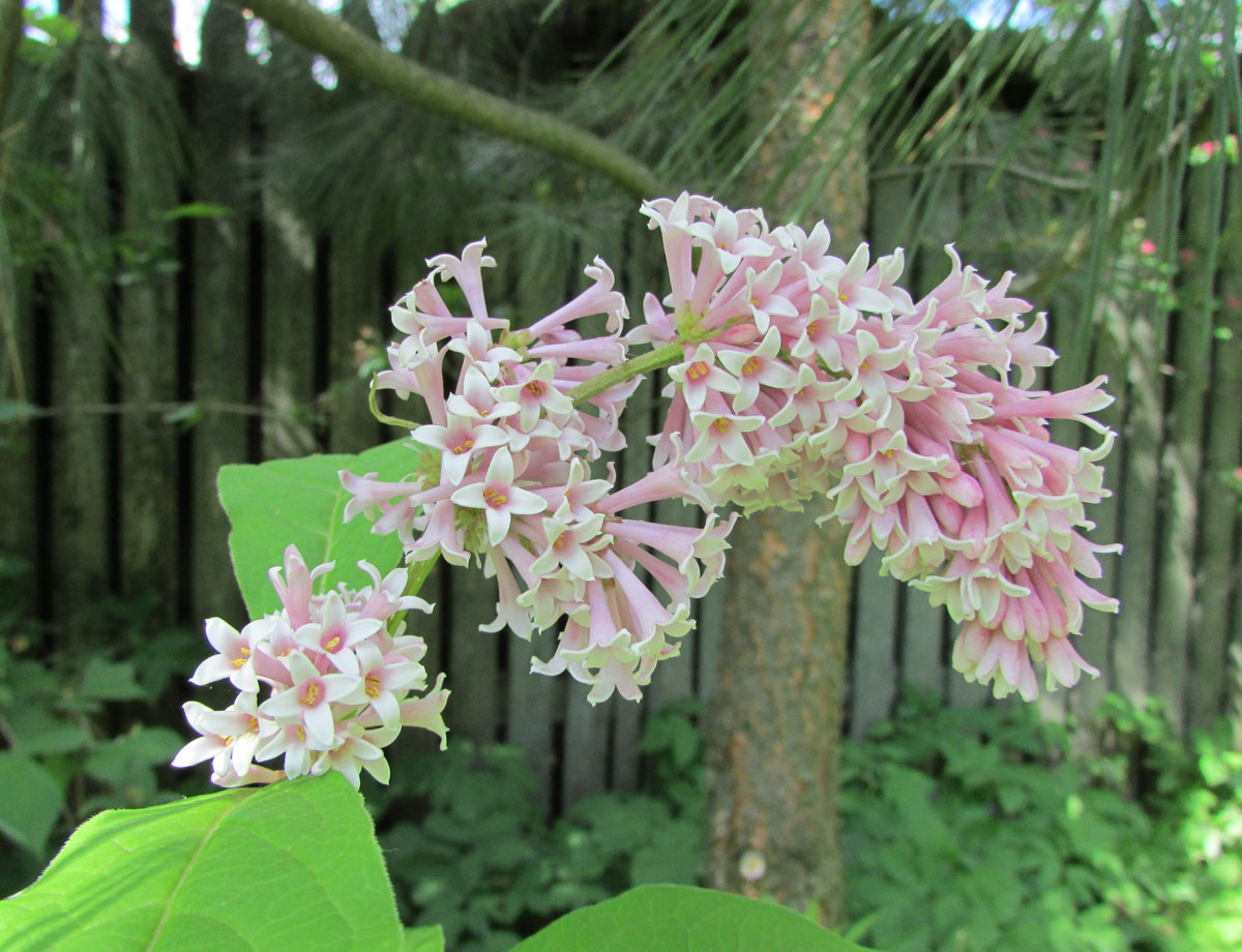 Image of Syringa reflexa specimen.