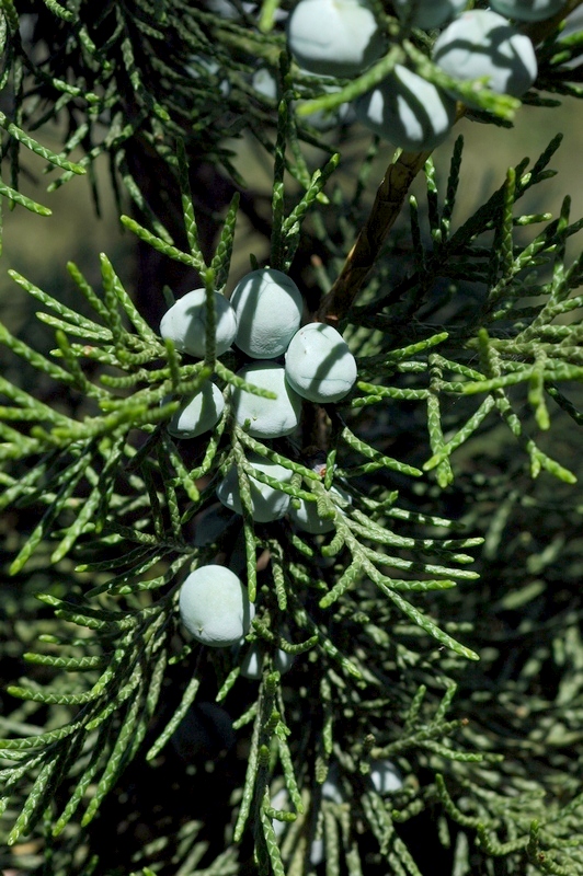 Image of Juniperus chinensis specimen.