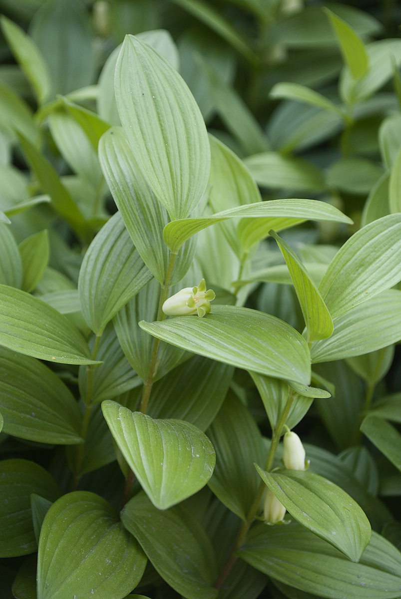 Image of Polygonatum humile specimen.