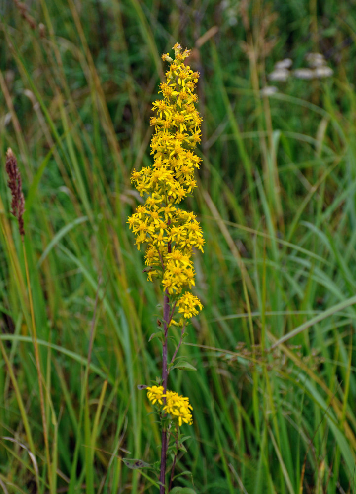 Image of Solidago virgaurea specimen.