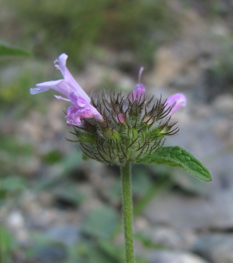 Image of Clinopodium vulgare specimen.