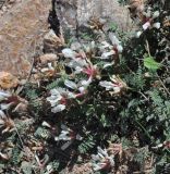 genus Astragalus