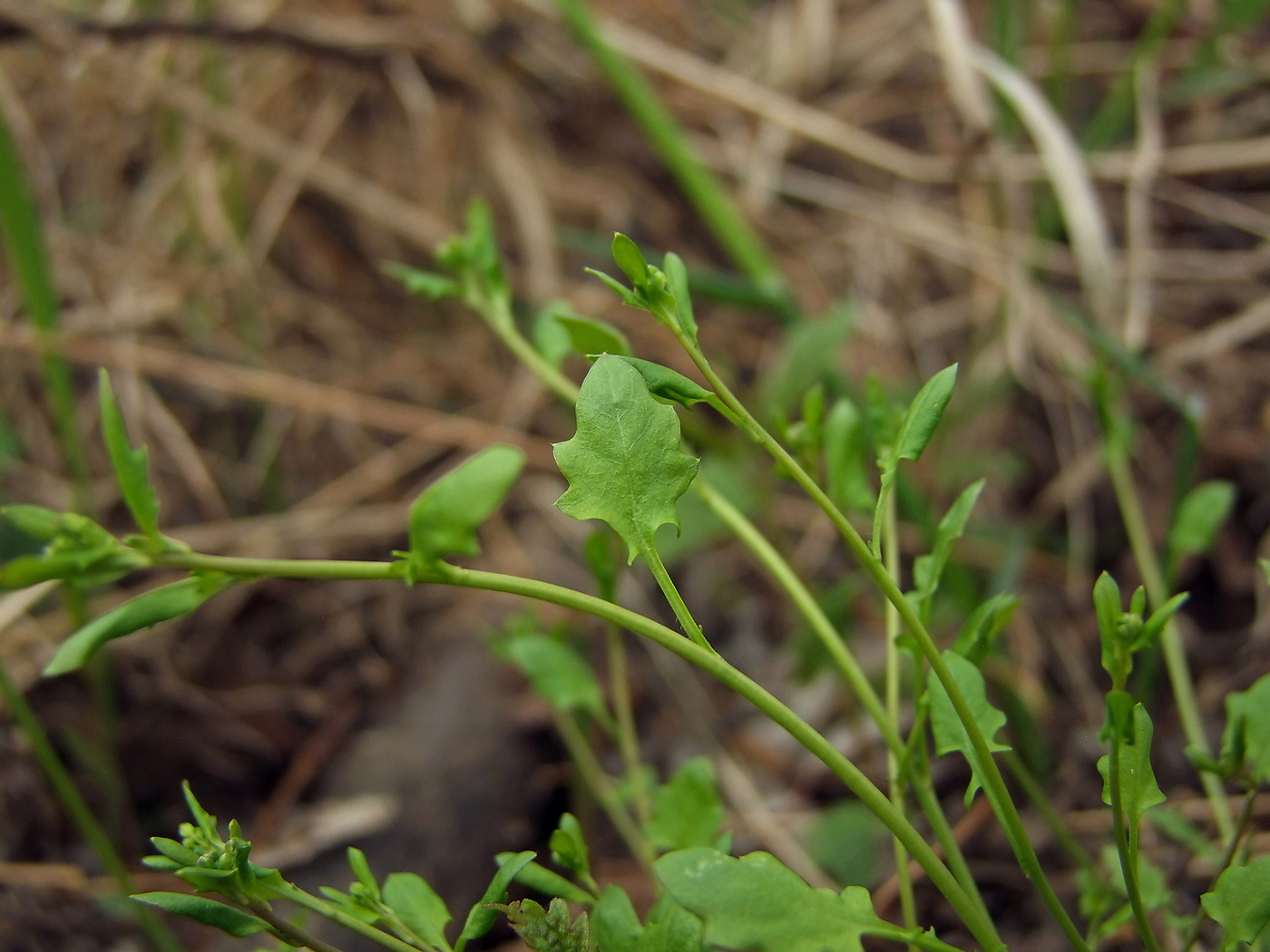 Image of Arabidopsis gemmifera specimen.