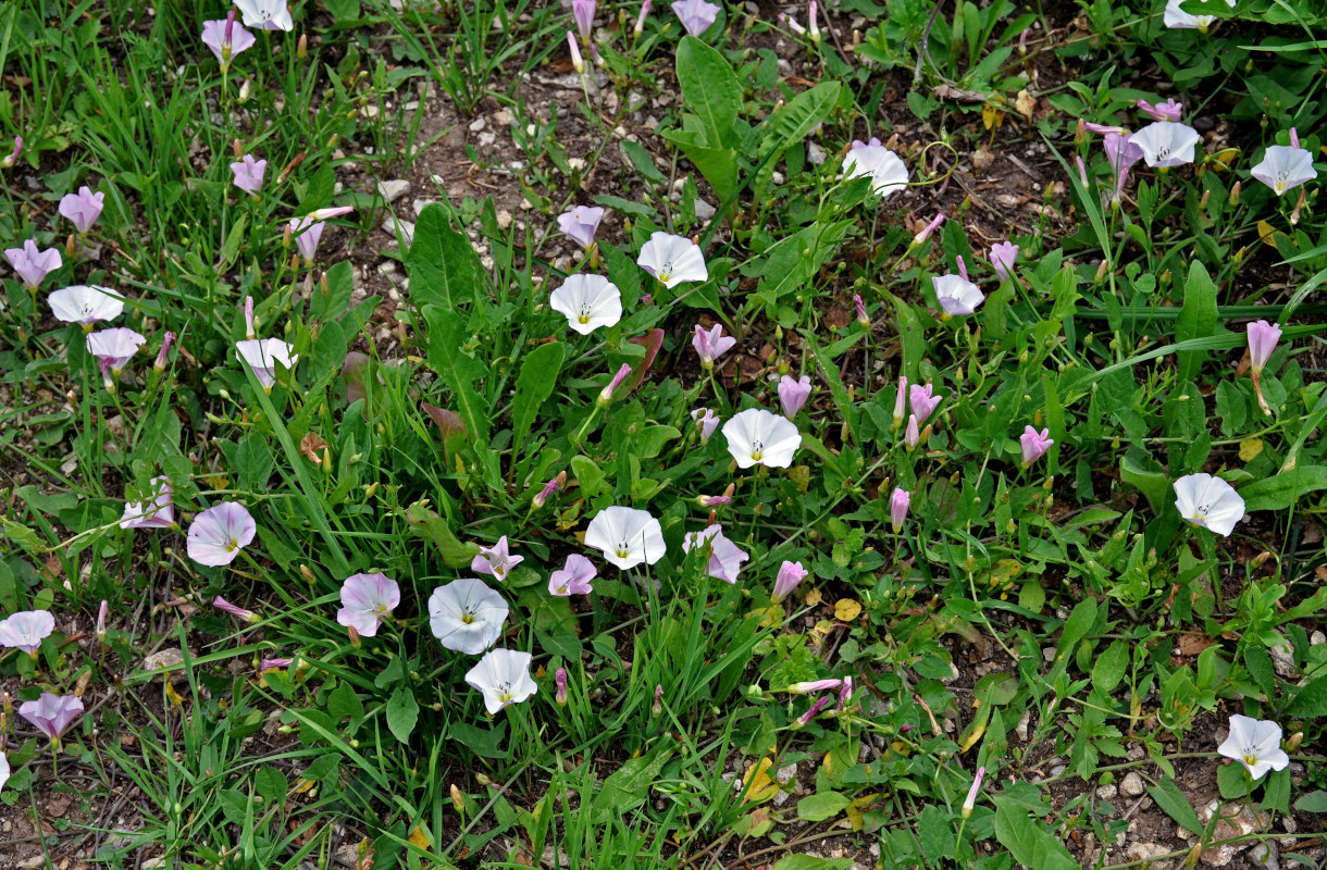 Изображение особи Convolvulus arvensis.