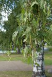 Betula pendula форма dalecarlica. Ветви с соплодиями. Финляндия, г. Савонлинна, парк напротив крепости Олавинлинна, в культуре. 13.07.2019.