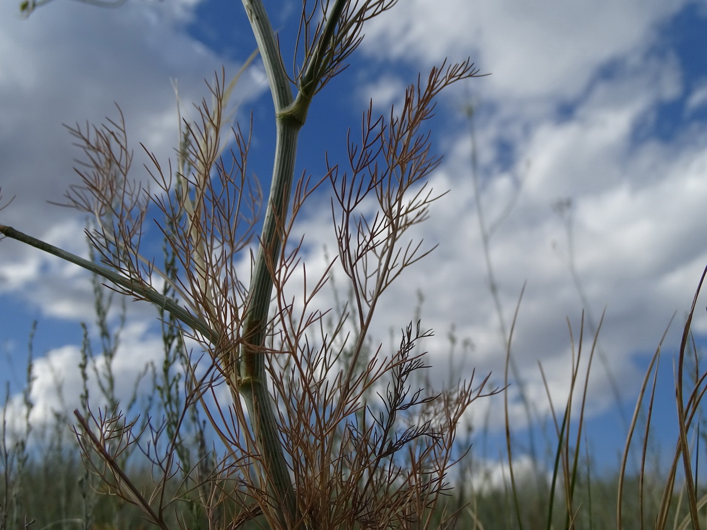 Изображение особи Hyalolaena trichophylla.