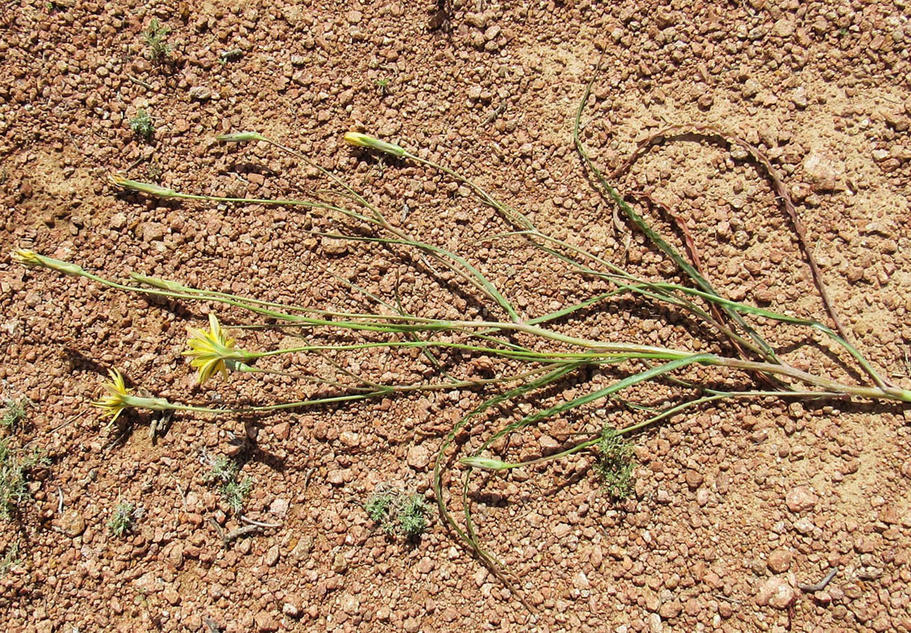 Image of genus Tragopogon specimen.