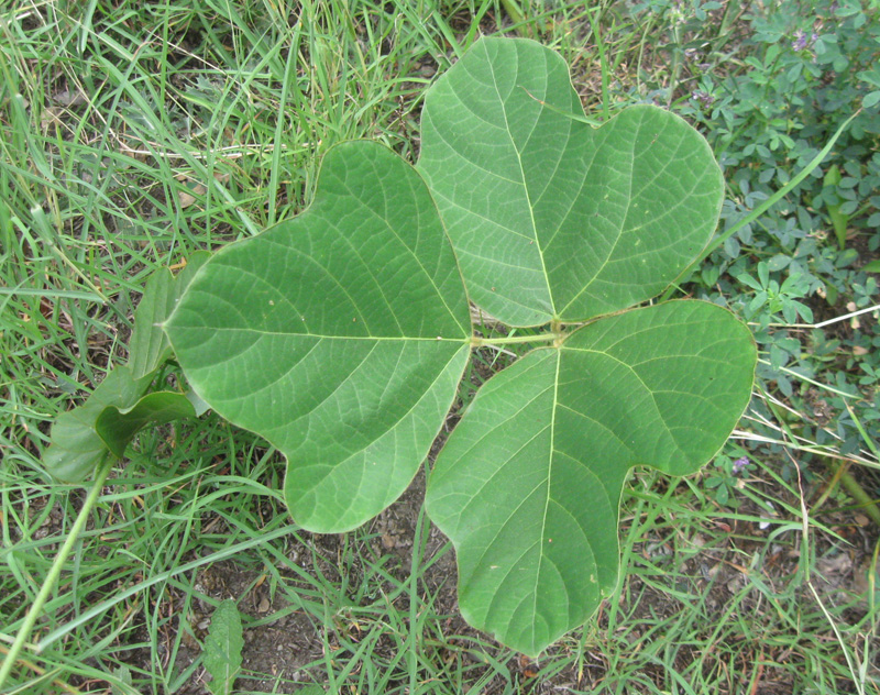 Image of Pueraria lobata specimen.