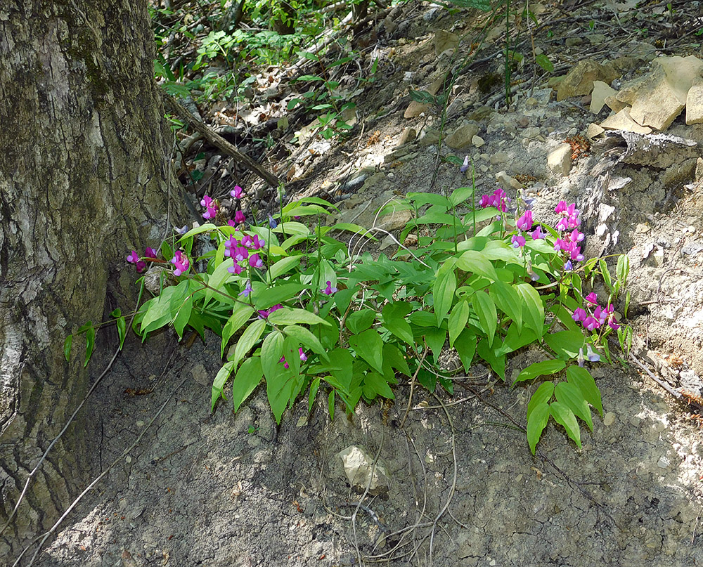 Image of Lathyrus vernus specimen.