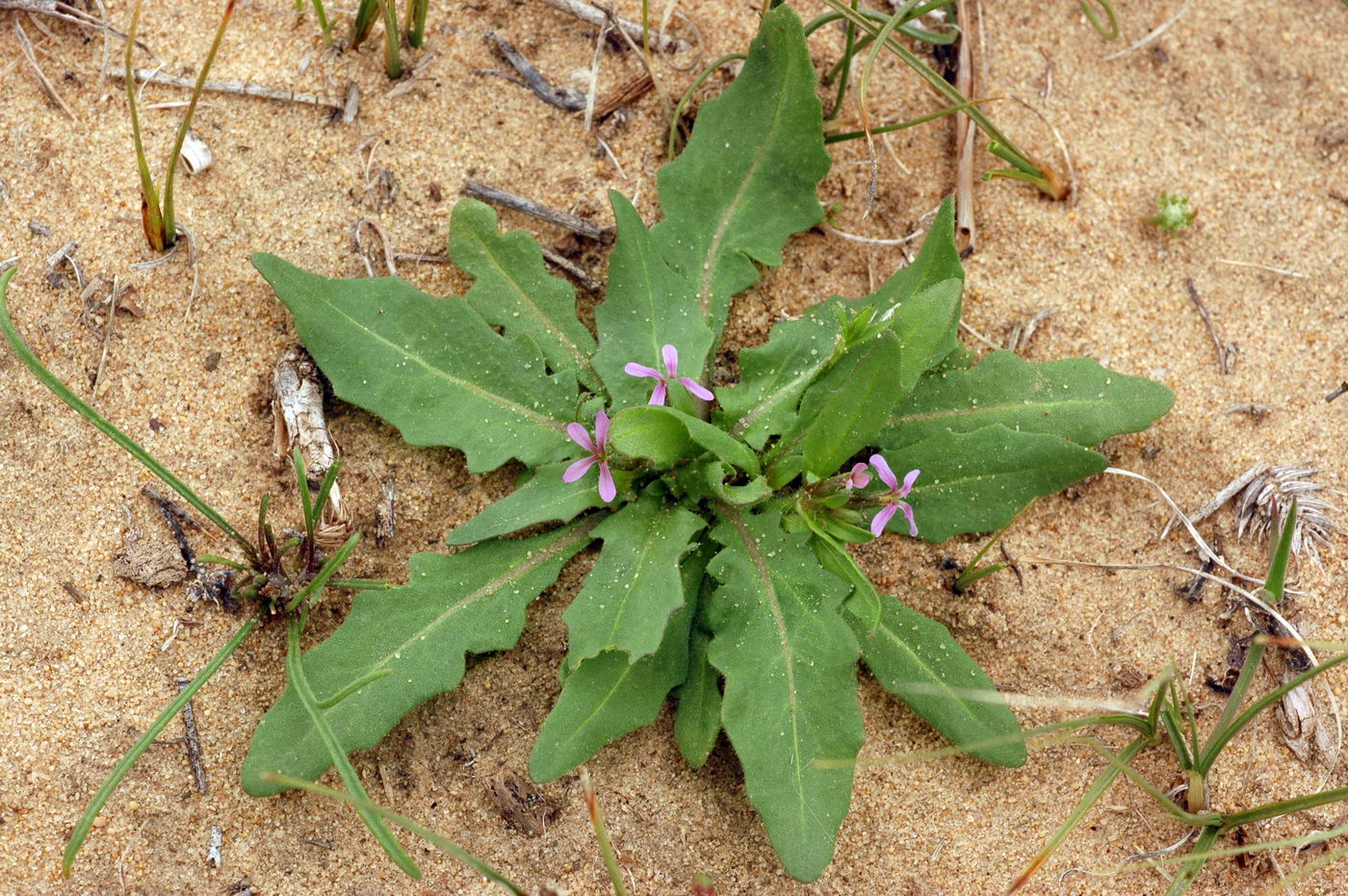 Image of genus Strigosella specimen.