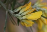 Genista linifolia