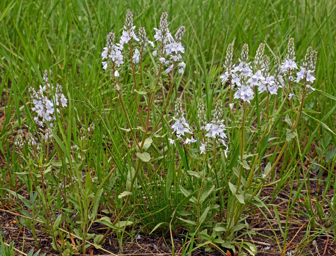 Изображение особи Veronica prostrata.