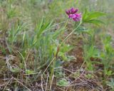 Trifolium uralense