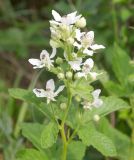 Смотреть изображение род Rubus