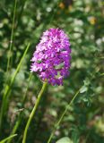 Anacamptis pyramidalis. Верхушка побега с соцветием. Крым, Бахчисарайский р-н, Качинский каньон, окр. с. Баштановка, опушка дубово-грабового леса. 27.06.2020.