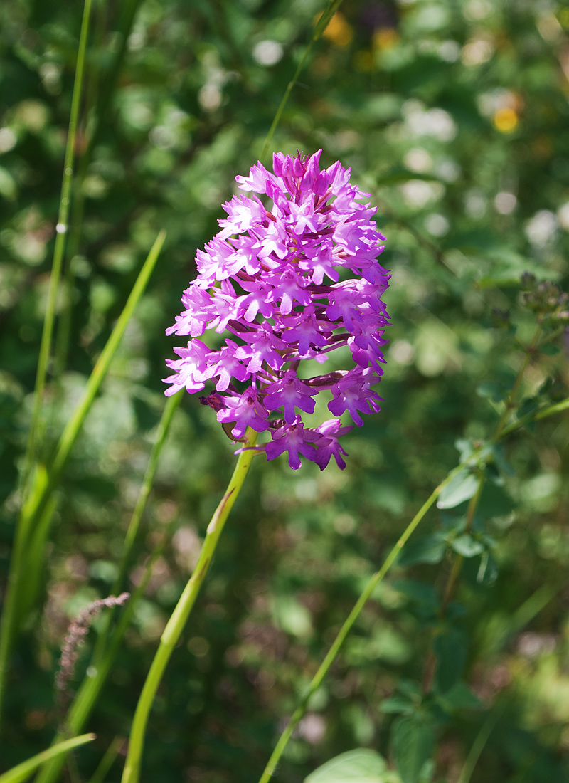 Image of Anacamptis pyramidalis specimen.