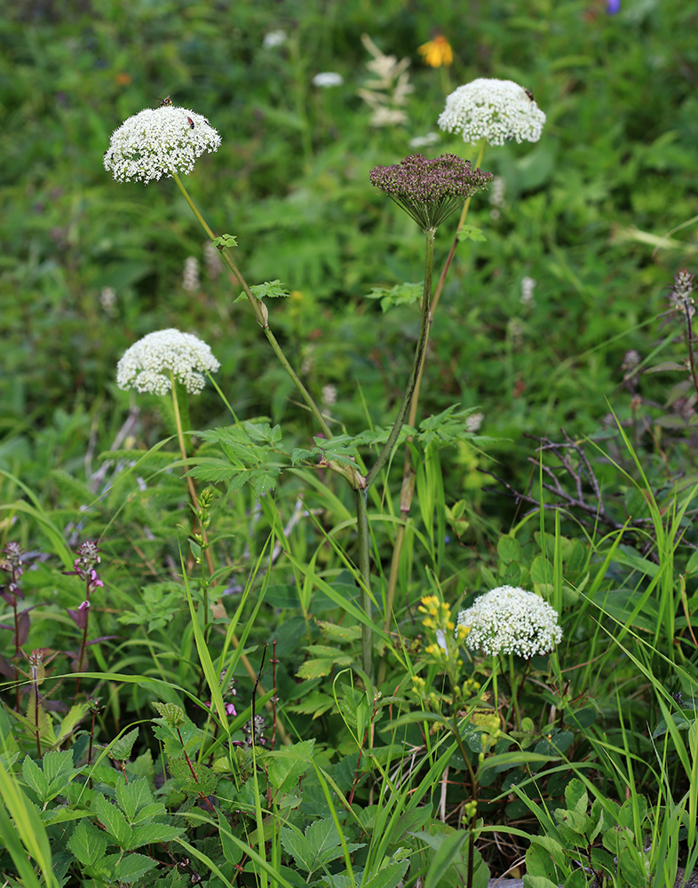 Image of Coelopleurum saxatile specimen.