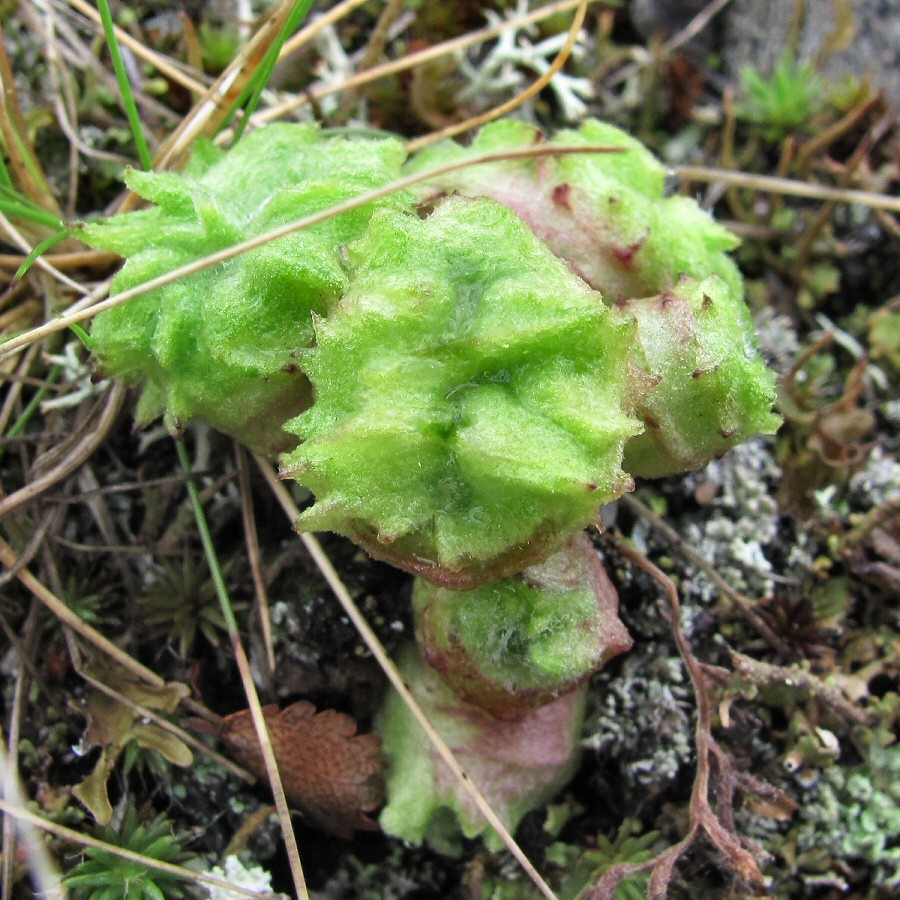 Image of Artemisia borealis specimen.