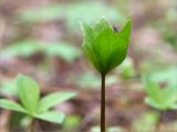 Paris quadrifolia. Верхушка побега с разворачивающимися листьями. Ленинградская обл., Кингисеппский р-н, Кургальский п-ов, берег оз. Белое, опушка смешанного леса с преобладанием Picea abies. 05.05.2020.