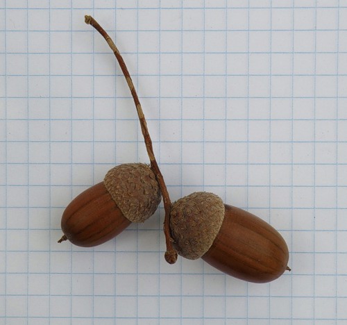 Image of Quercus robur specimen.