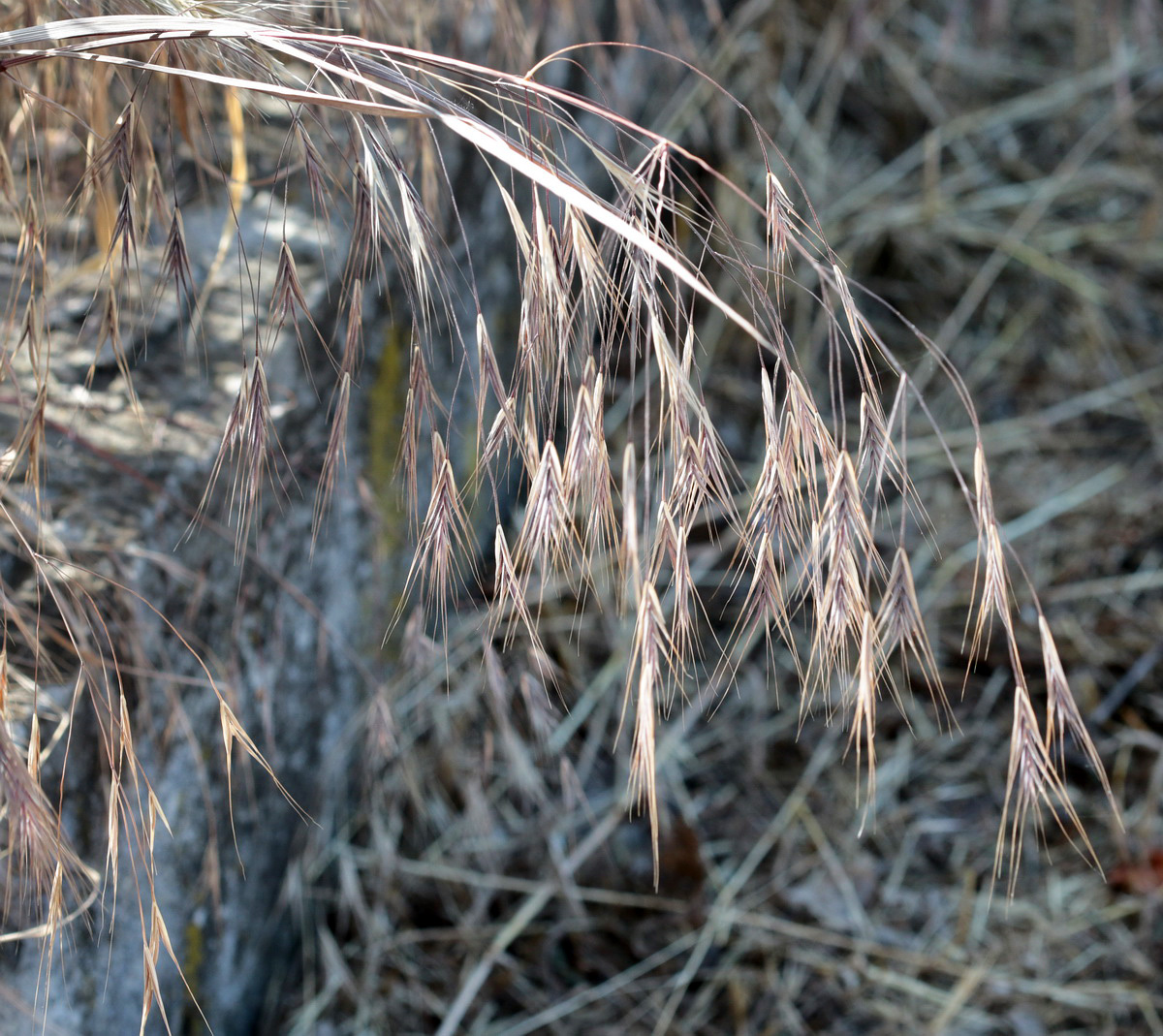 Image of Anisantha sterilis specimen.