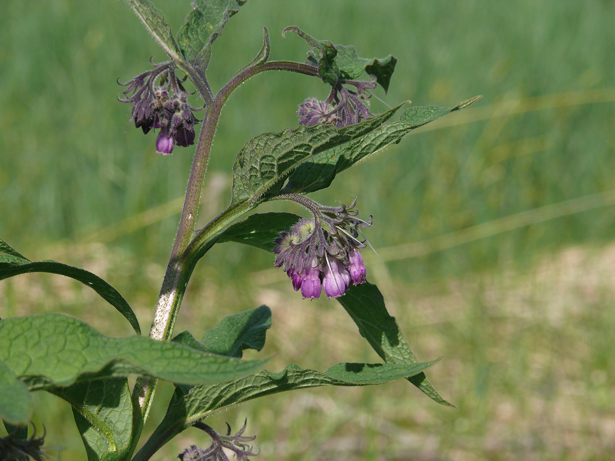 Изображение особи Symphytum officinale.