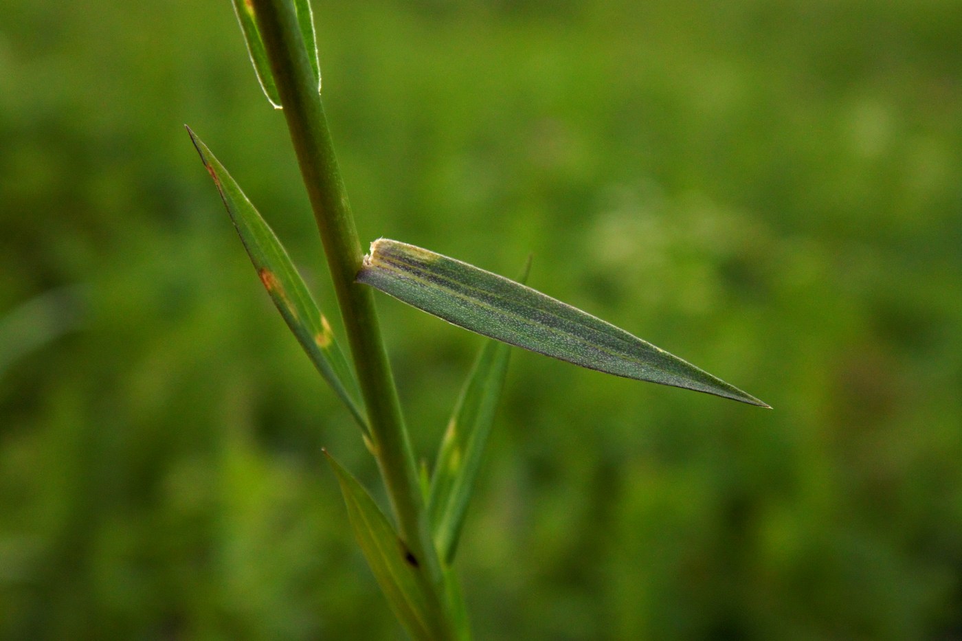 Image of Linum nervosum specimen.