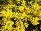 View full-size image Acacia podalyriifolia