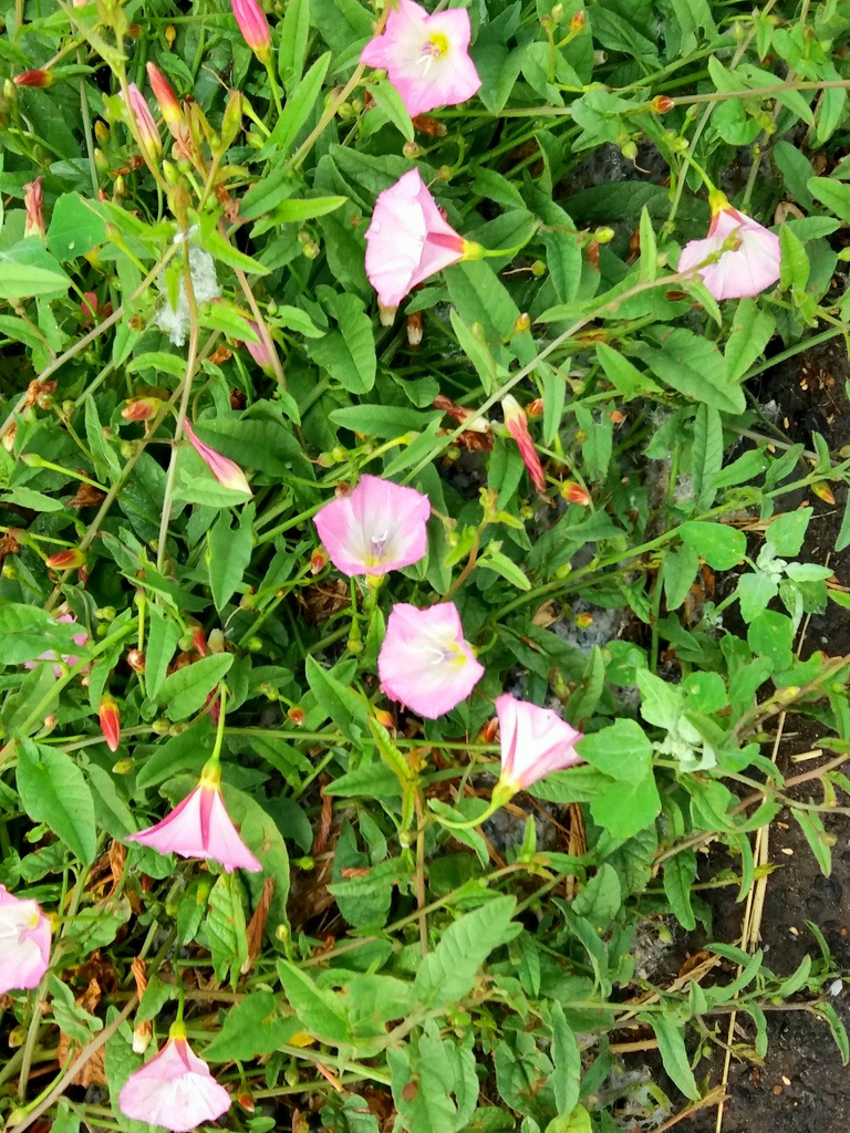 Image of Convolvulus arvensis specimen.