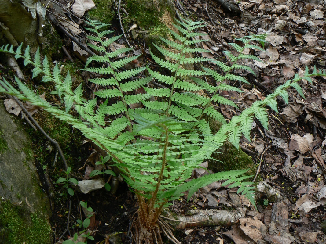 Image of Dryopteris crassirhizoma specimen.