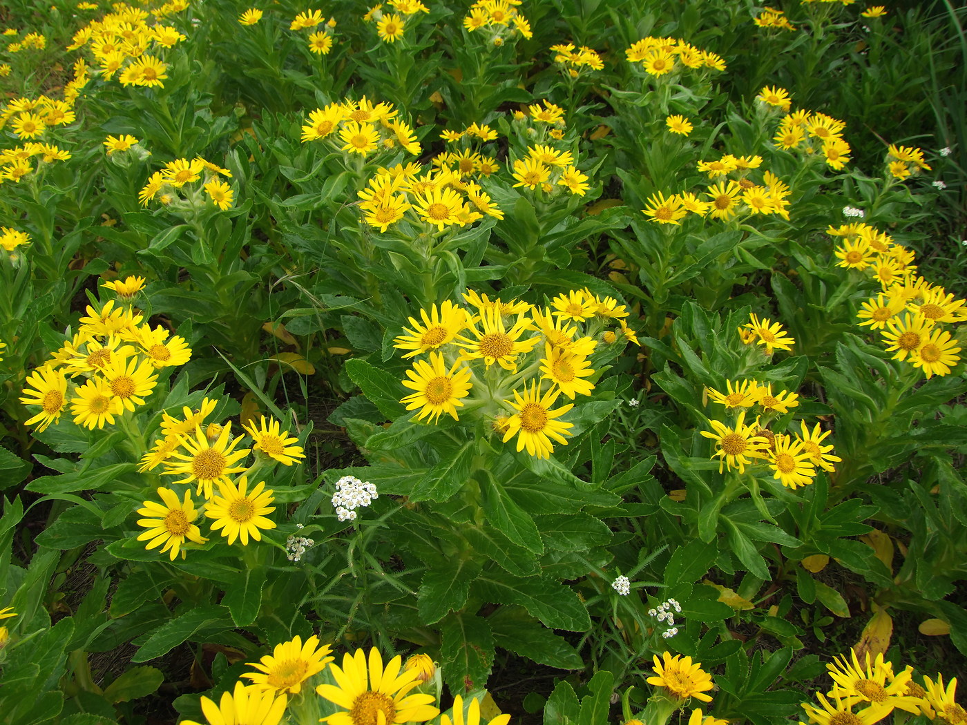 Image of Senecio pseudoarnica specimen.