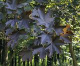 Acer platanoides. Верхушка веточки (темнолистный культивар). Москва, ГБС, дендрарий. 31.08.2021.