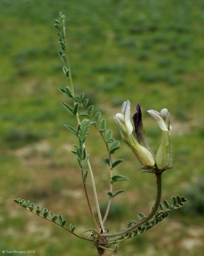 Изображение особи род Astragalus.