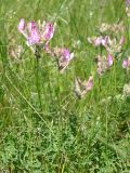 Astragalus macropus