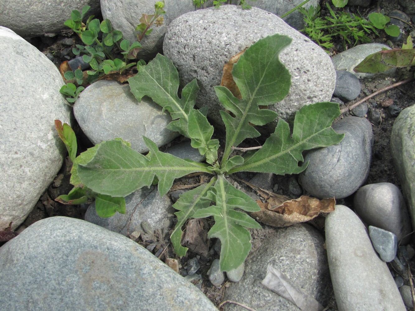 Image of class Magnoliopsida specimen.