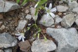 Cerastium hemschinicum