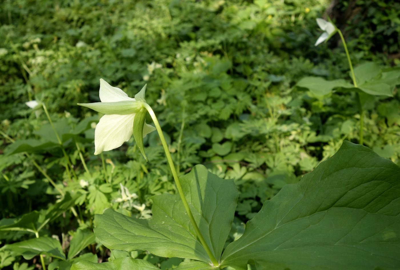 Image of Trillium flexipes specimen.