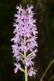 Dactylorhiza fuchsii. Соцветие. Ивановская обл., Фурмановский р-н, Хромцовское сельское поселение, окр. дер. Каликино, Уткинское болото, ключевое зеленомошное болото. 03 июля 2021 г.