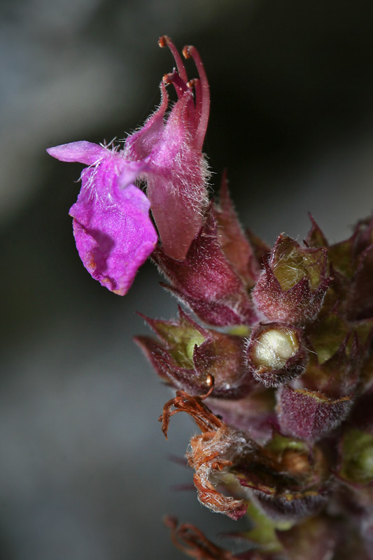 Изображение особи Teucrium multinodum.