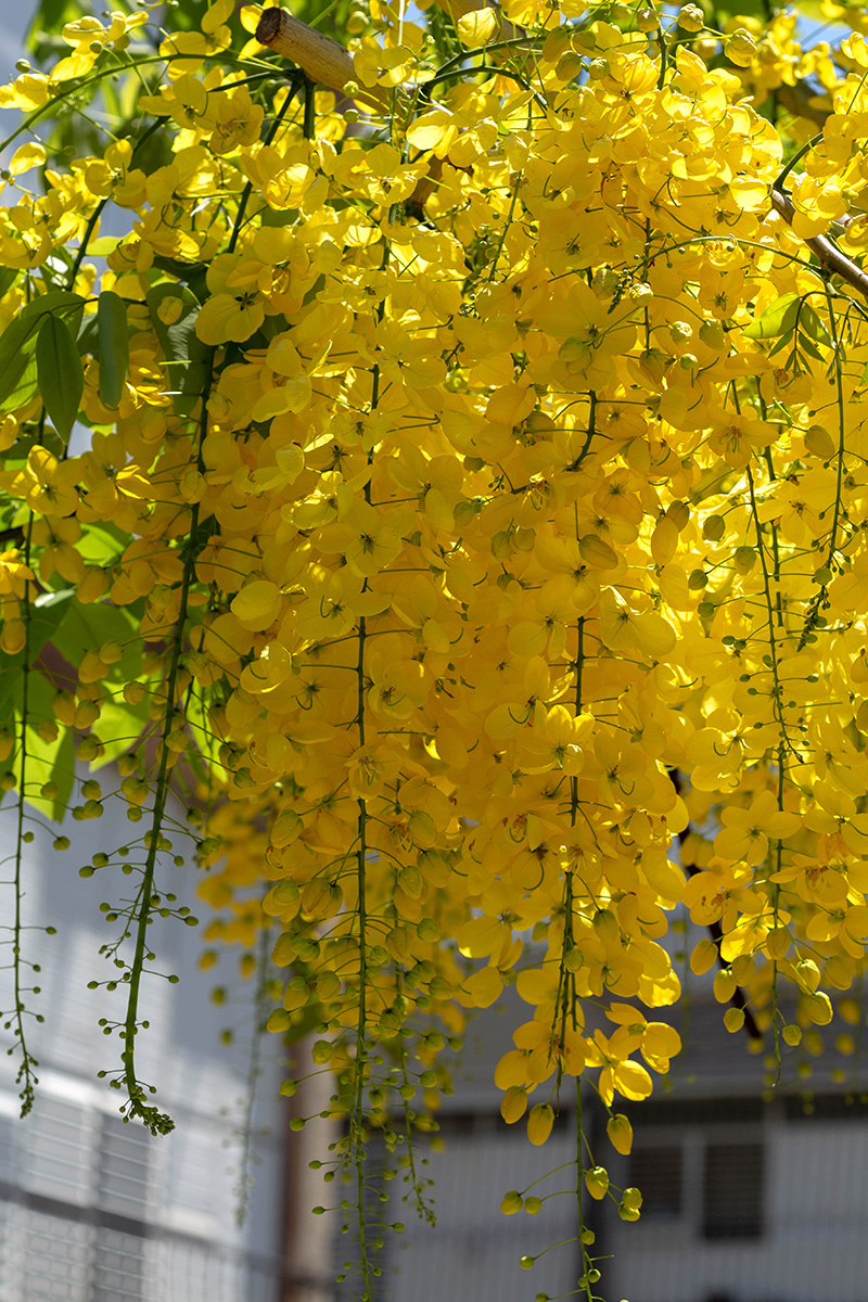 Image of Cassia fistula specimen.