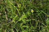 Ranunculus chinensis. Цветущее растение. Приморский край, Шкотовский р-н, окр. с. Новонежино, тропа в широколиственном лесу. 01.07.2022.