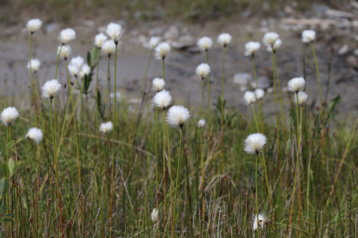 Image of Eriophorum altaicum specimen.