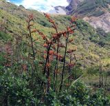 Phormium tenax. Цветущее растение. Новая Зеландия, Северный остров, р-н Окленд, окр. г. Piha. 15.12.2013.